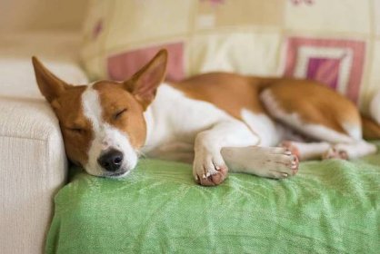Mladí Basenji pes sladké spaní na pohovce — Stock obrázek