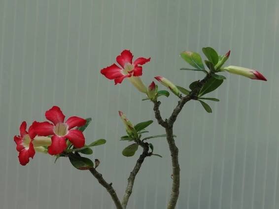 Adenium obesum (Pouštní růže) - eshop, prodej, semena, rostliny, pěstování, fotografie, množení, popis, atd. -> www.rostliny.net