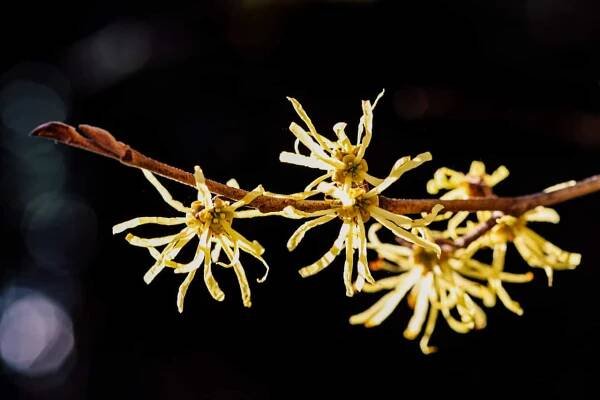 Flowers That represent protection