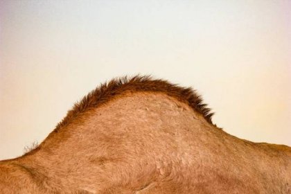 dromedární hrb - zvířecího hrbu - stock snímky, obrázky a fotky