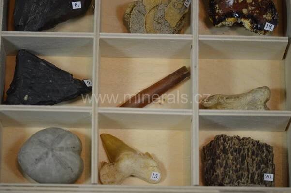 SADA FOSÍLIÍ V DŘEVĚNÉ KAZETĚ 20 ks | Minerály Jiří Špalek