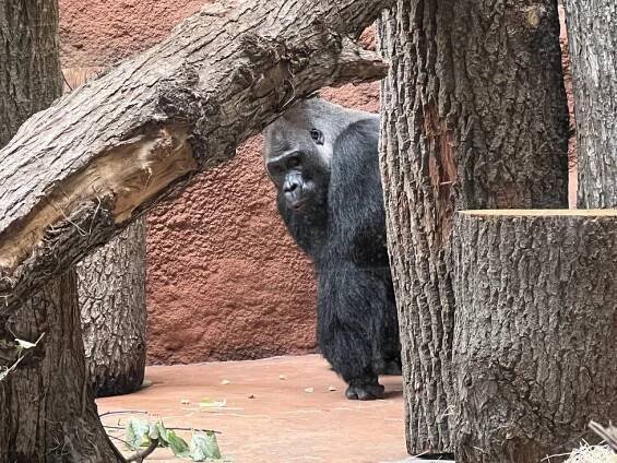 Čáp přiletí do zoo! Gorilí samička Duni je v očekávání, otcem je Kisumu