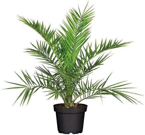Palma datlovník kanárský Phoenix canariensis; velikost květináče: 19 cm