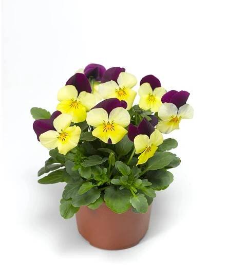 Maceška drobnokvětá (Viola Cornuta) různé barvy pr. 9 cm nakoupit u OBI