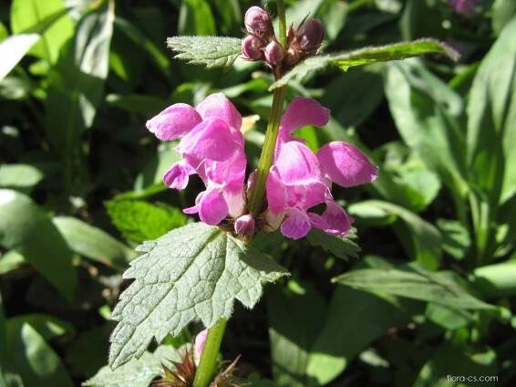 Hluchavka nachová (Lamium maculatum)