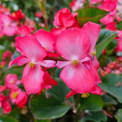 Begonie neustále kvetoucí MIX barev (Begonia semperflorens sp.) 1000 semen Styl japonská zahrada moderní zahrada skalka středomořská zahrada venkovská zahrada