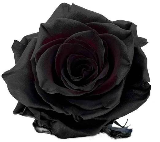 Černá růže TINTED BLACK 70 cm (XXL)