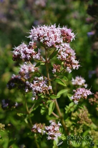 Origanum vulgare 'Compactum' - dobromysl obecná | Lukáš Hrdinka | Autoři | iBotky.cz