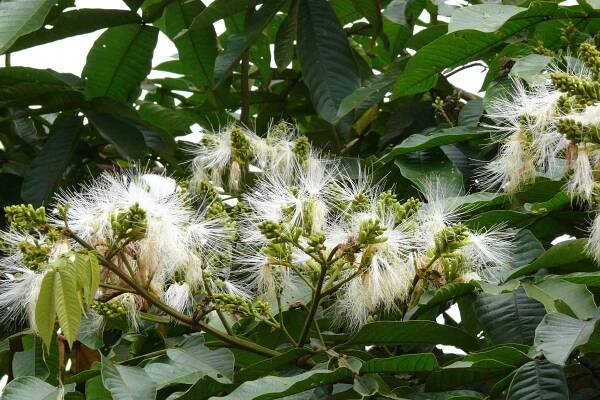 File:Inga Flowers.JPG - Wikimedia Commons