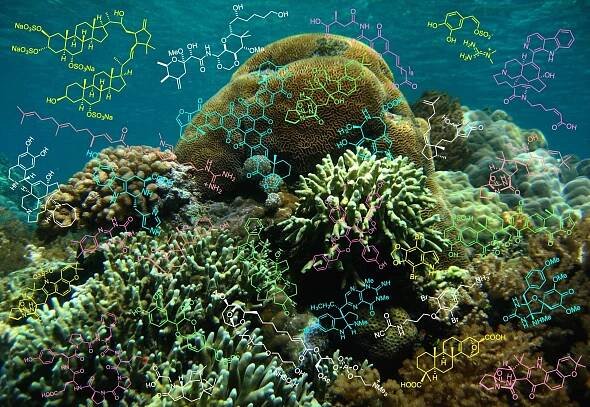 熊本大学大学院　生命科学研究部　天然薬物学分野