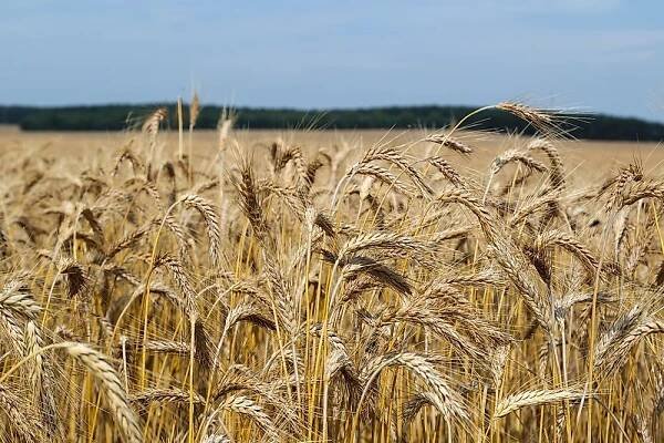 Top Triticale Producing Countries in the World