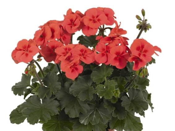 MONTANO Muškát hybridní (Pelargonium interspecific) pr. cca 12 cm nakoupit u OBI
