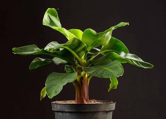 Dwarf Cavendish baby plant