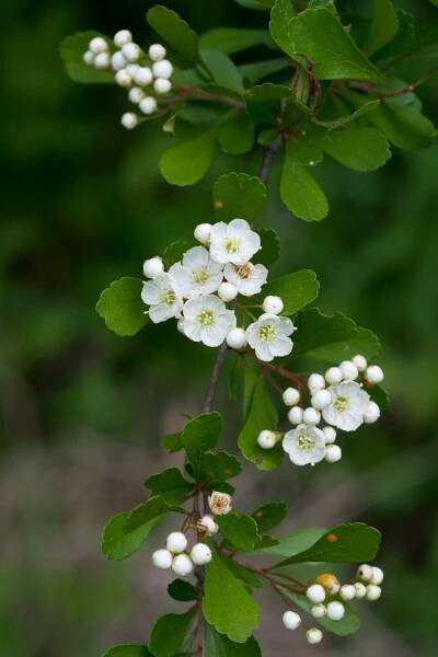 Crataegus spathulata