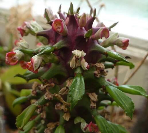 Monadenium