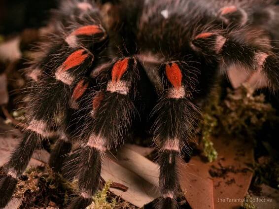 Mexican Flame Knee Tarantula (Brachypelma auratum) Care Sheet — The Tarantula Collective