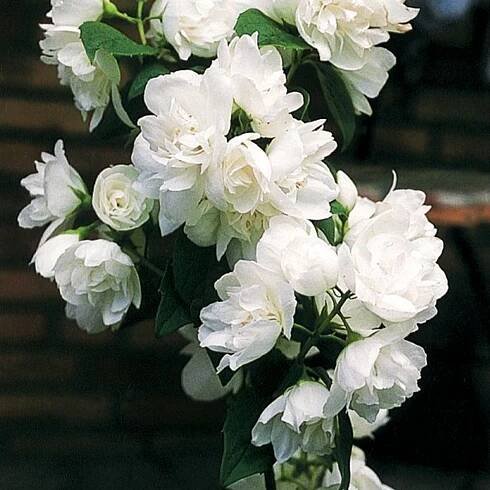 Snow WhiteTM Mockorange