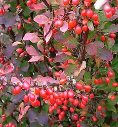 Dřišťál Thunbergův ´RED ROCKET´ 70-80 cm, kont. 2,5 l | Lumigreen.cz