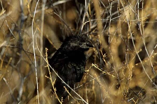 Crotophaga sulcirostris - kukačka rýhozobá