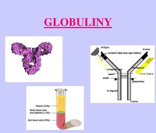 PPT - PROTEINY PowerPoint Presentation, free download - ID:5658090