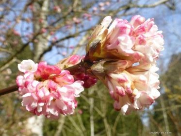 Kalina bodnantská - větévka s květy (Viburnum x bodnantense)