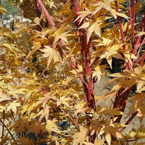 Acer palmatum 'Sango Kaku' - Coral Bark Japanese Maple - Image 6