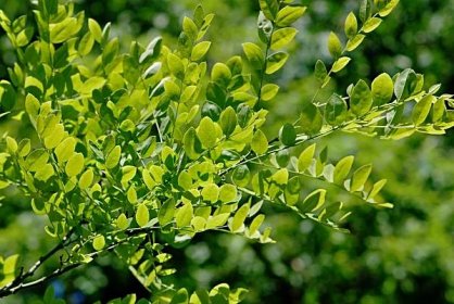 Jerlín japonský - letní listy (Sophora japonica), listy