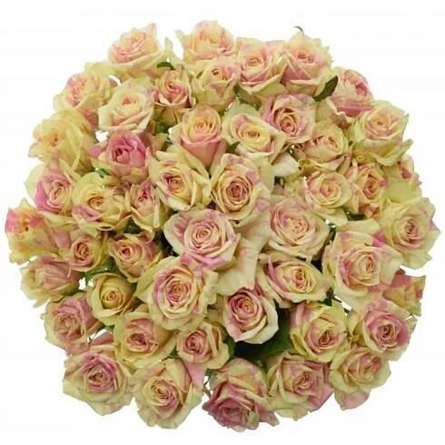 Žíhaná růže SWEET HARLEQUIN 30cm (M)