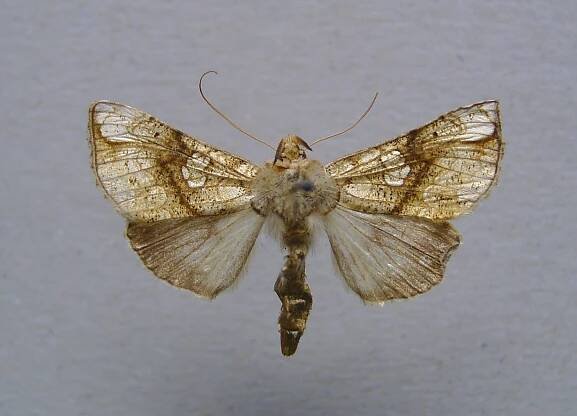 Polychrysia esmeralda