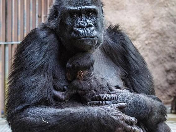 Bílý tygr v Liberci, lední medvěd v Brně. České zoo lákají na jedinečná zvířata