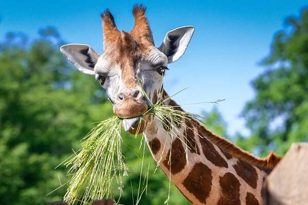 Zlínská a královodvorská zoo společně věnovaly na pomoc ukrajinským zoo půl milionu korun - ZLIN.CZ