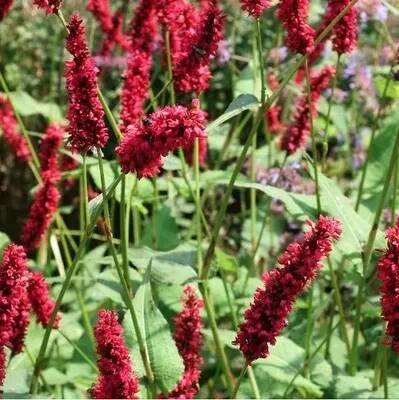 Obrázek produktu pro 6 x Svízel pýřitý - Persicaria amplexicaulis 'Fats Domino' - květináč 9 cm x 9 cm