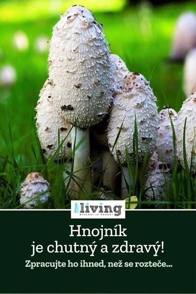 Hnojník: Chutná a zdravá houba