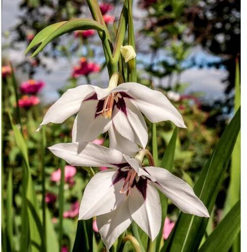 Acidanthera - Acidanthera murieale - prodej cibulovin - 4 ks