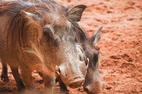 Close-up of Common Warthog in Bioparc Valencia