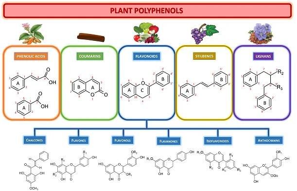 Plant Polyphenols, More than Just Simple Natural Antioxidants: Oxidative Stress, Aging and Age-Related Diseases