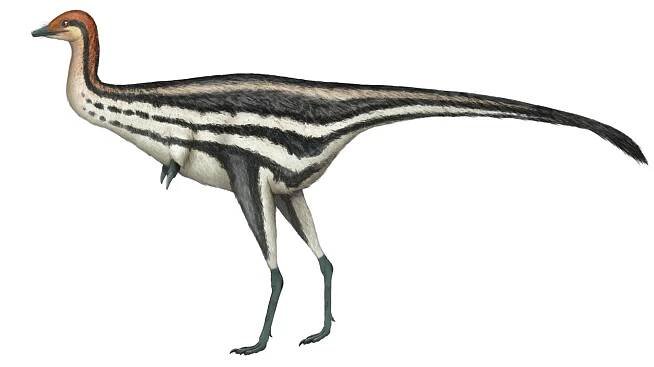 Patagonykus
