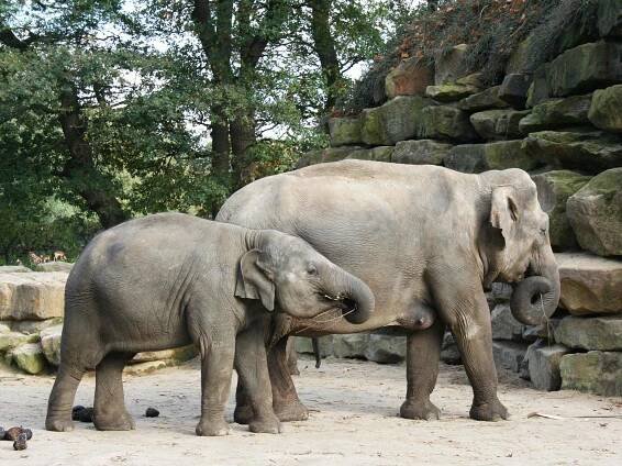 Zoo de Beauval