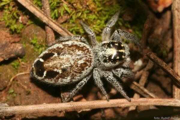 Česká arachnologická společnost - Macaroeris nidicolens (Walckenaer, 1802) [skákavka sosnová] → Čeleď: Salticidae → Rod