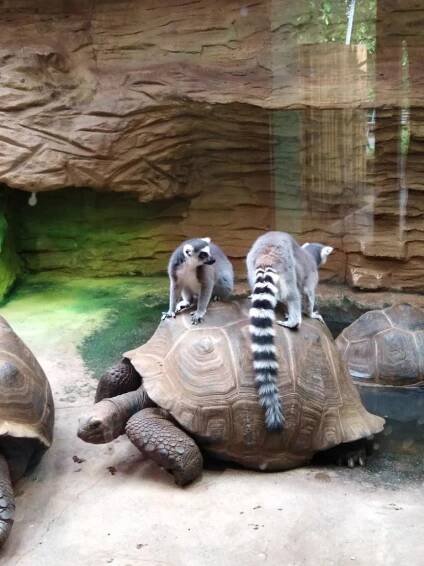 Návštěva ZOO Plzeň - Oficiální stránky obce Raková