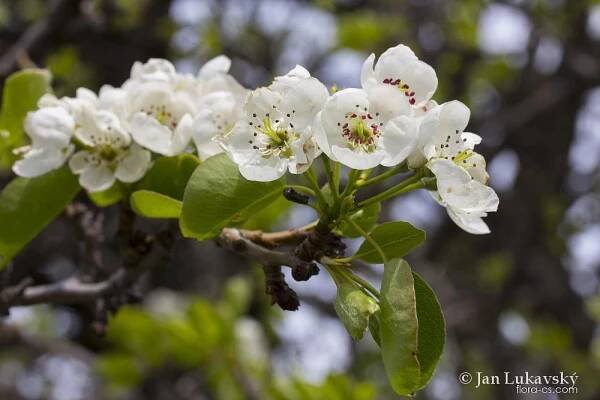 Hrušeň obecná (Pyrus communis), květy, květenství
