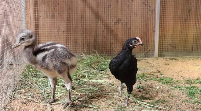 Poprvé se v plzeňské zoo vylíhlo mládě nandu Darwinova, společnost mu dělá české kuře