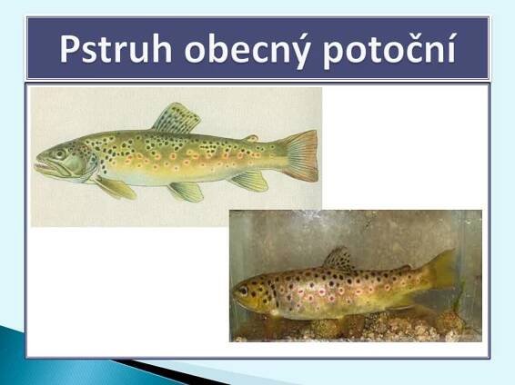Poznávání rybiček – Materiály pro žáky ZŠ