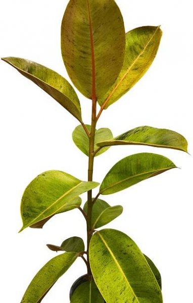 Ficus Elastica Shivereana