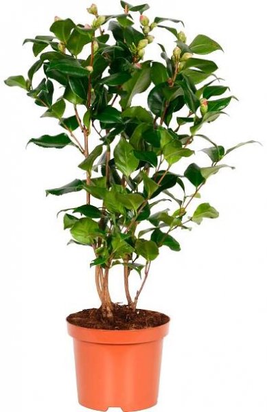 Kamélie "Camellia japonica Dr. King"