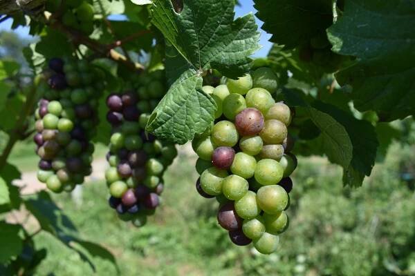 Vineyard - Big Creek Vineyard