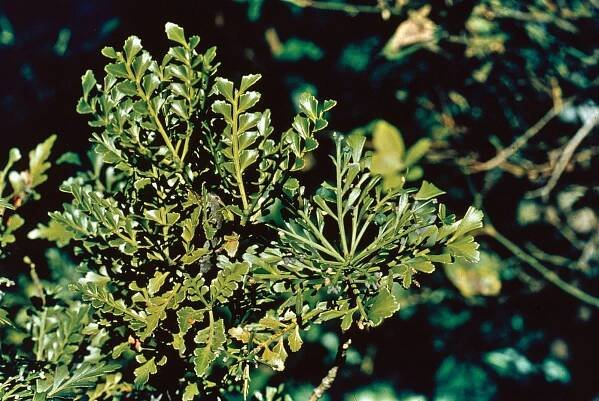 Podocarpaceae