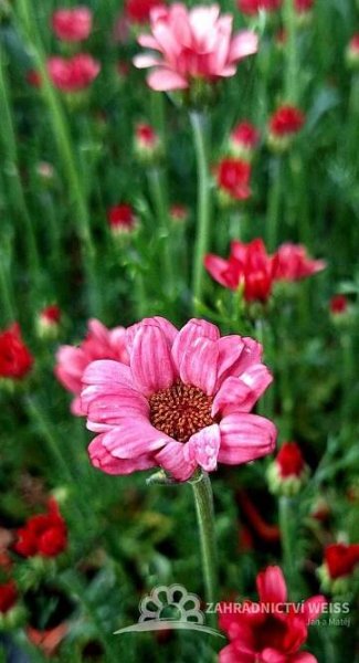 KOPRETINA MAROCKÁ - RHODANTHEMUM HOSMARIENSE ZAGORA PINK ®