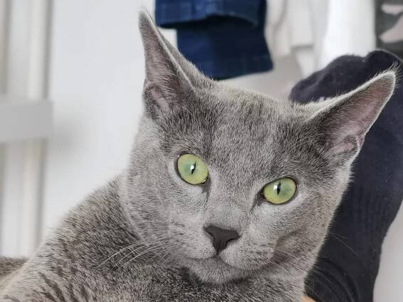 Koťátka z vrhu F: Fiebe,Finn,Frances,Feel, Frederick,Fiona – Sirimal Cat,CZ – Ruská modrá kočka