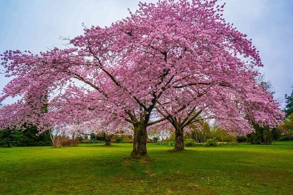 How to Prune a Cherry Tree